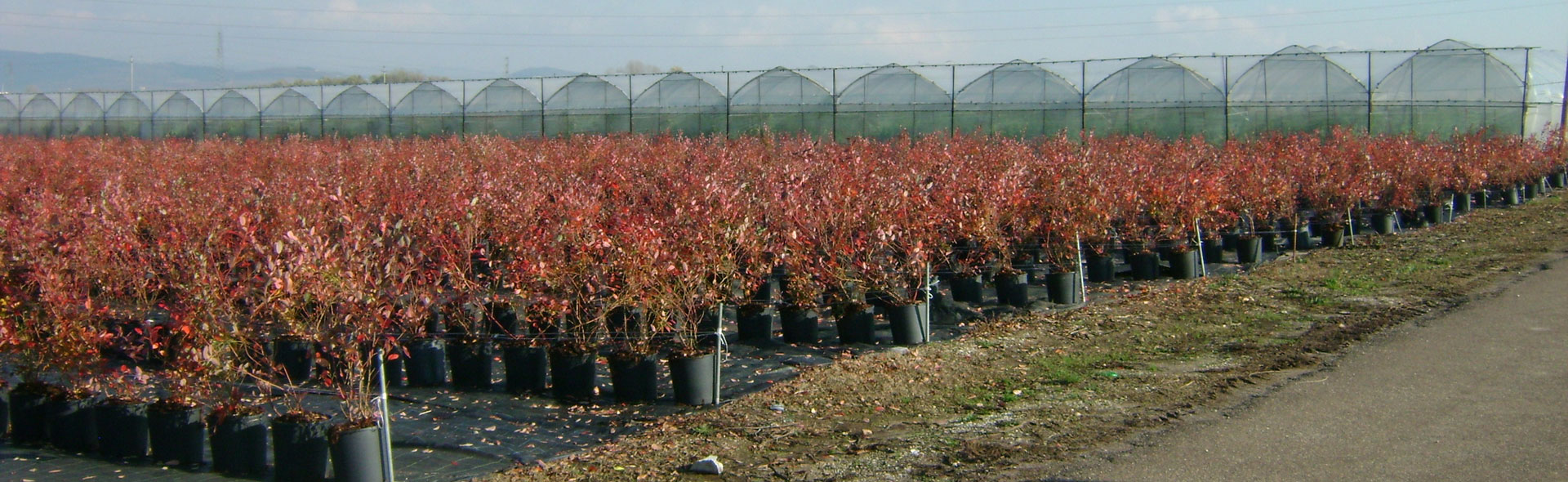 6 Reti Protettive Per Piante Con Coulisse - Sacchi In Polietilene 100x150cm Per Ortaggi, Frutta E Arbusti - 3